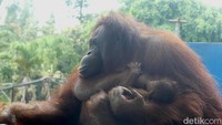 Dengan lahirnya bayi orang utan ini menambah koleksi satwa orang utan jenis Kalimantan di Serulingmas Zoo menjadi enam ekor. Dengan rincian tiga ekor betina dan tiga ekor jantan. Foto: Uje Hartono/detikJateng