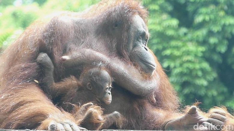Parti Kejora, bayi orang utan di Serulingmas Zoo Banjarnegara, Minggu (20/11/2022).