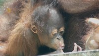 Baru lahir bayi orang utan berjenis kelamin betina pada Bulan Oktober kemarin, ujar Direktur Serulingmas Zoo, Lulut Yekti Adi, Minggu (20/11/2022). Foto: Uje Hartono/detikJateng