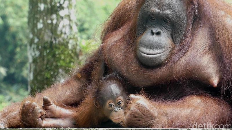 Parti Kejora, bayi orang utan di Serulingmas Zoo Banjarnegara, Minggu (20/11/2022).