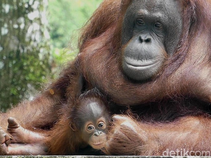 Parti Kejora, bayi orang utan di Serulingmas Zoo Banjarnegara, Minggu (20/11/2022). Parti Kejora, bayi orang utan di Serulingmas Zoo Banjarnegara, Minggu (20/11/2022).