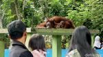 Parti Kejora Bayi Orang Utan Serulingmas Zoo yang Menggemaskan