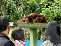 Serulingmas Zoo Banjarnegara Beri Diskon di Hari Coblosan, Ini Syaratnya