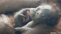 Layaknya bayi pada umumnya, Parti terlihat begitu manja dalam pangkuan ibunya yang bernama Tuti. Sesekali bayi orang utan ini terlihat memeluk hingga tidur dalam pangkuan ibunya. Foto: Uje Hartono/detikJateng