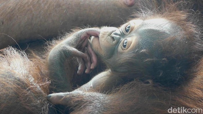 Parti Kejora, bayi orang utan di Serulingmas Zoo Banjarnegara, Minggu (20/11/2022).