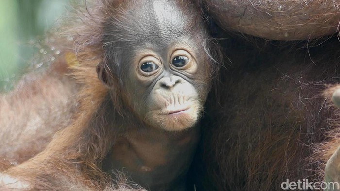 Parti Kejora, bayi orang utan di Serulingmas Zoo Banjarnegara, Minggu (20/11/2022).