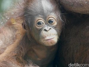 Lucunya Parti Kejora, Bayi Orang Utan di Serulingmas Zoo Banjarnegara