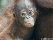 Bantahan Bandung Zoo soal Narasi Bayi Orang Utan Ditelantarkan
