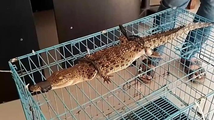 Penampakan buaya yang ditangkap warga di Tanjungbalai. (Foto: Istimewa)
