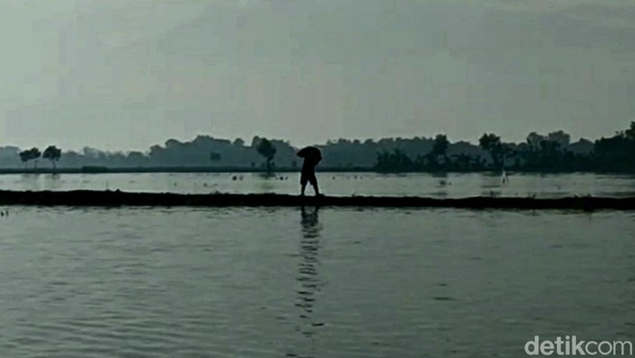 Petani melewati lahan bawang yang terendam banjir di Brebes, Minggu (20/11/2022).