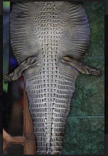 serat bahan alam dari hewan.