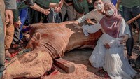 Keduanya juga aktif beramal dan membagikan daging kurban ketika perayaan Idul Adha. Tak hanya satu ekor sapi besar, tapi juga beberapa kambing.Foto: Instagram @teukuryantr
