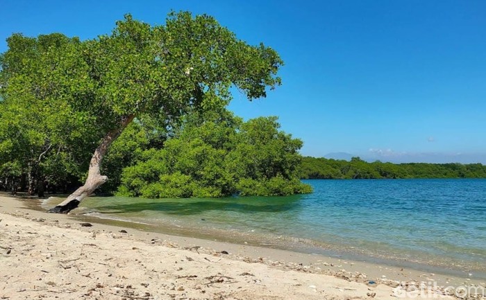 Si Rondo Baluran, Nama Pantai yang Tak Ada Hubungannya dengan Status