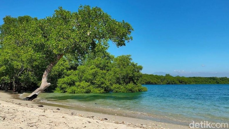 Si Rondo Baluran, Nama Pantai yang Tak Ada Hubungannya dengan Status