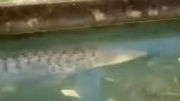Buaya 3 meter di Maros