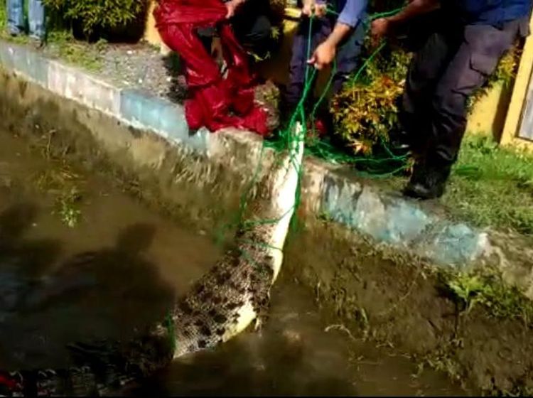 Potret Buaya 3 Meter Muncul di Selokan Warga Maros-Dievakuasi Damkar