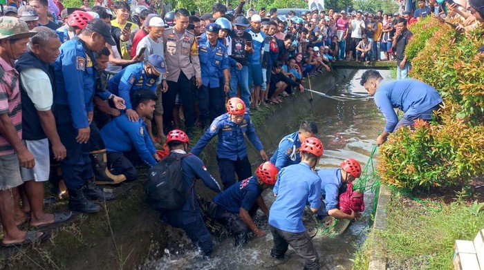 Damkar evakuasi buaya ukuran 3 meter yang muncul di selokan warga Maros.