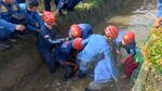 Potret Buaya 3 Meter Muncul di Selokan Warga Maros-Dievakuasi Damkar
