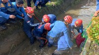 Petugas Damkar Maros menangkap buaya dengan cara dijerat. Petugas juga menutup mata buaya menggunakan kain berwarna merah dan mengikat mulutnya. Foto: Dokumen Istimewa