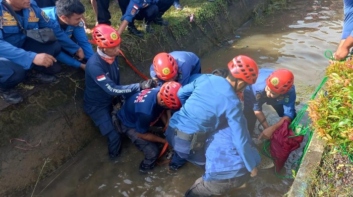 Penampakan petugas Damkar evakuasi buaya yang muncul di selokan warga di Maros.
