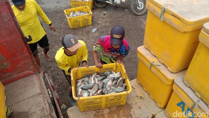 Budidaya ikan nila Indramayu