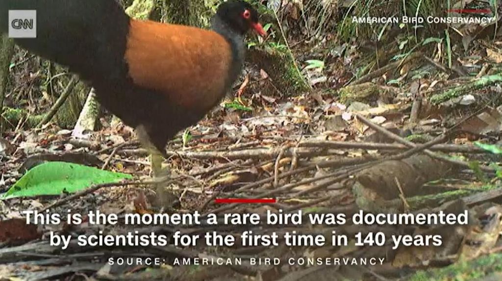 Dikira Punah 140 Tahun Lalu, Burung Ini Kembali Ditemukan di Papua Nugini