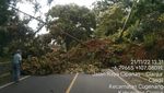 Penampakan Pohon Tumbang-Jalan Retak Diguncang Gempa Cianjur