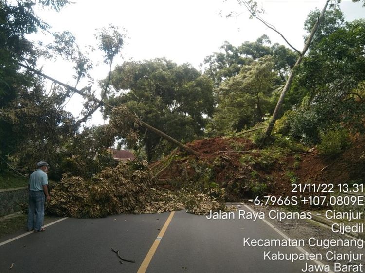 Penampakan Pohon Tumbang-Jalan Retak Diguncang Gempa Cianjur