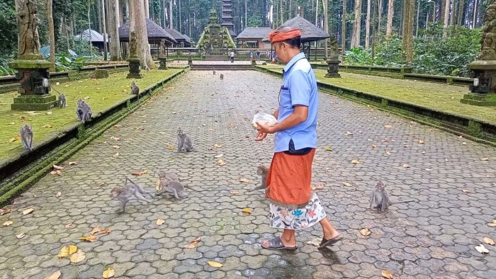 Ketua Pengelola Wisata Sangeh Made Mohon saat menunjukkan cara memberi makanan ke kawanan monyet.