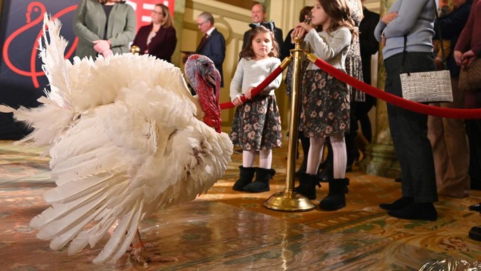 Kocak! 2 Kalkun Ini Dapat 'Amnesti' dari Joe Biden WASHINGTON, DC - NOVEMBER 20: Two turkeys named Chocolate and Chip are presented on November 20, 2022 in Washington, DC. They will be pardoned by the U.S. President for the 2022 Thanksgiving Day. (Photo by Chen Mengtong/China News Service via Getty Images)