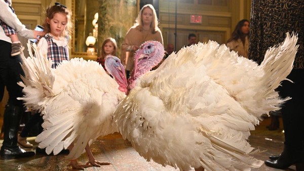 Kocak! 2 Kalkun Ini Dapat Amnesti dari Joe Biden