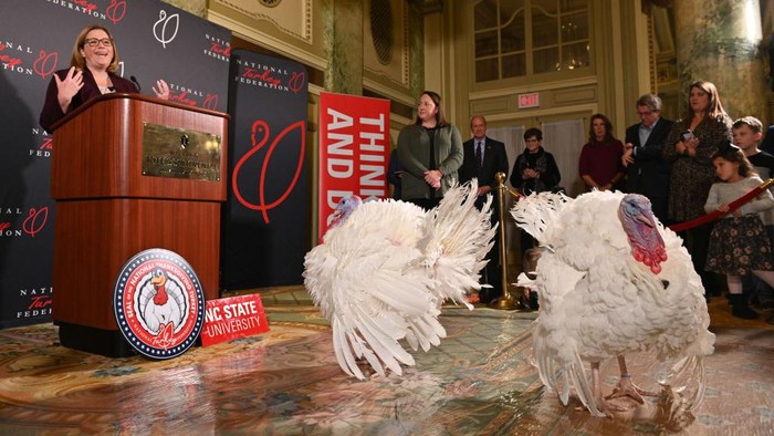 Kocak! 2 Kalkun Ini Dapat 'Amnesti' dari Joe Biden WASHINGTON, DC - NOVEMBER 20: Two turkeys named Chocolate and Chip are presented on November 20, 2022 in Washington, DC. They will be pardoned by the U.S. President for the 2022 Thanksgiving Day. (Photo by Chen Mengtong/China News Service via Getty Images)