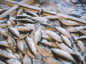 Hari Ikan Nasional Ini 5 Manfaat Sehat Jika Rutin Makan Ikan