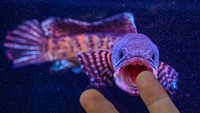 Di pameran ini juga terdapat macam-macam ikan, salah satunya ikan gabus.