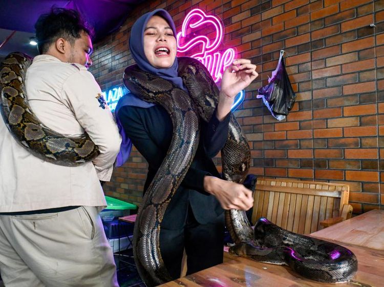 Mengunjungi Pameran Hewan Peliharaan di Pusat Perbelanjaan Aceh