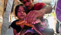 Tak hanya itu, ular python pun juga ada di pameran hewan peliharaan tersebut.