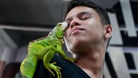 Seekor iguana bersandar di bahu seorang pria saat pameran hewan peliharaan digelar di sebuah pusat perbelanjaan yang ada di Banda Aceh, Minggu (20/11/2022).