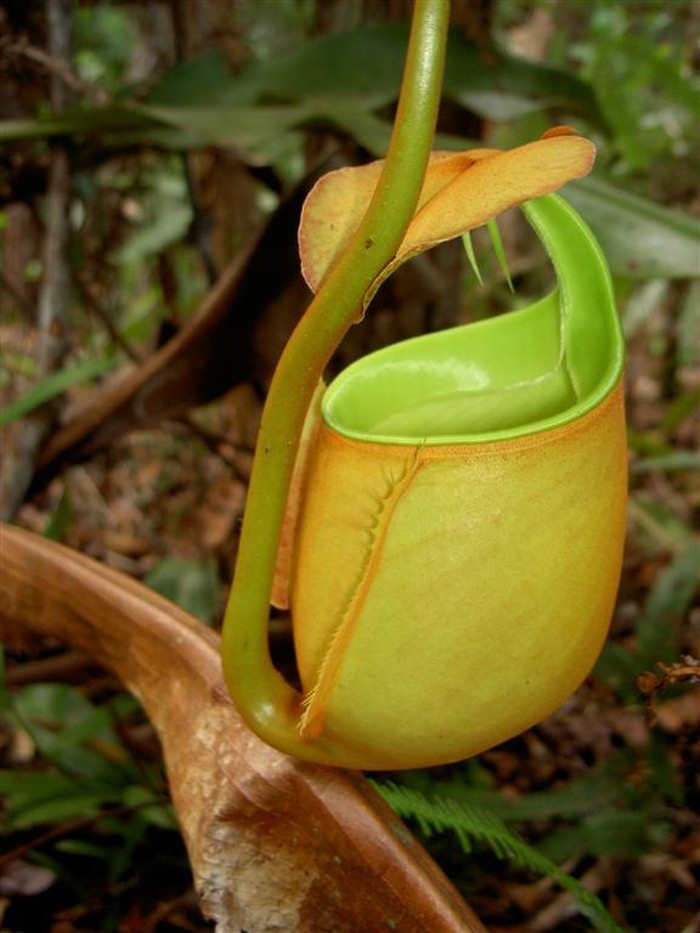 Nepenthes bicalcarata atau kantong semar taring, salah satu tumbuhan yang dilindungi.