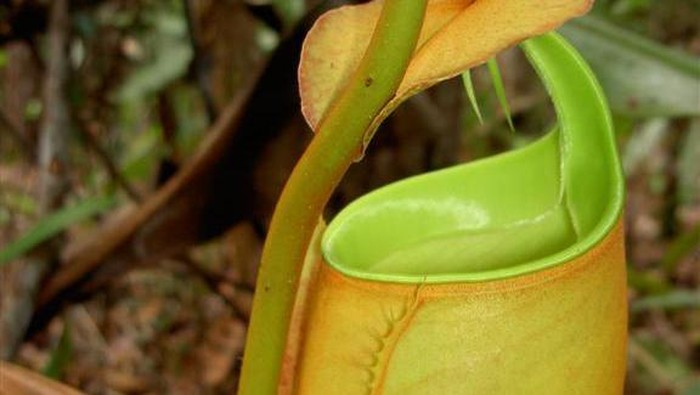 Nepenthes bicalcarata atau kantong semar taring, salah satu tumbuhan yang dilindungi.