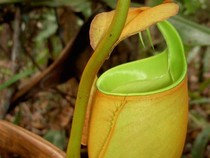 Pesona Nepenthes Kantong Semar yang Dilirik Kebun Raya Jadi Plant Hero