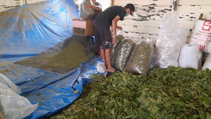Foto: Masyarakat di Muara Muntai, Kukar ramai-ramai menanam kratom sebagai mata pencarian