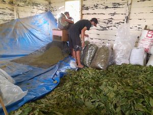 Mendag Respons soal Ekspor Kratom: Yang Penting Petani Senang!