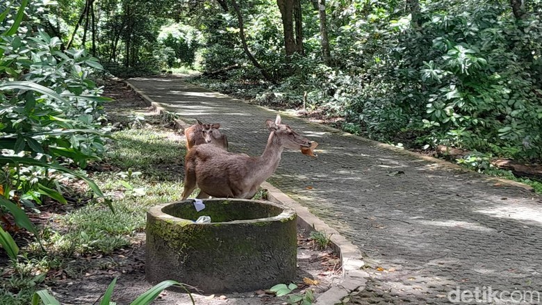 Rusa di TWA Cagar Alam Pangandaran.