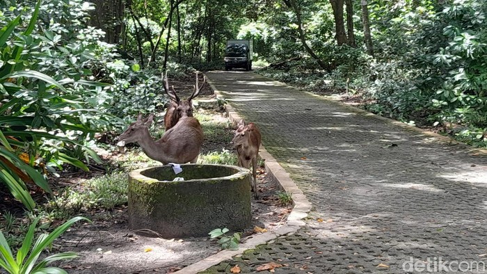 Rusa di TWA Cagar Alam Pangandaran.