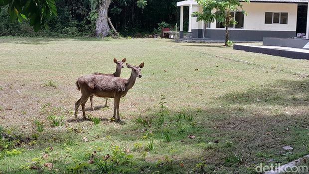 Rusa di TWA Cagar Alam Pangandaran.