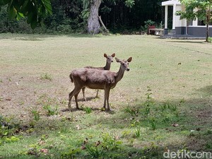 Menakar Populasi Rusa di TWA Cagar Alam Pangandaran