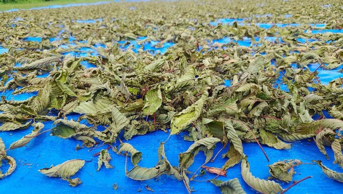Foto: tanaman kratom jadi mata pencarian warga di Muara Muntai, Kaltim (Istimewa)