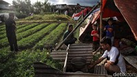 Mereka mengungsi karena rumahnya rusak akibat gempa bumi kemarin.