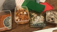 Malas membersihkan sisa makanan, netizen ini mendapati teman kosannya membiarkan sisa makanan berjamur. Ada empat kotak makanan yang sudah ditumbuhi jamur dengan tebal. Foto: Bored Panda