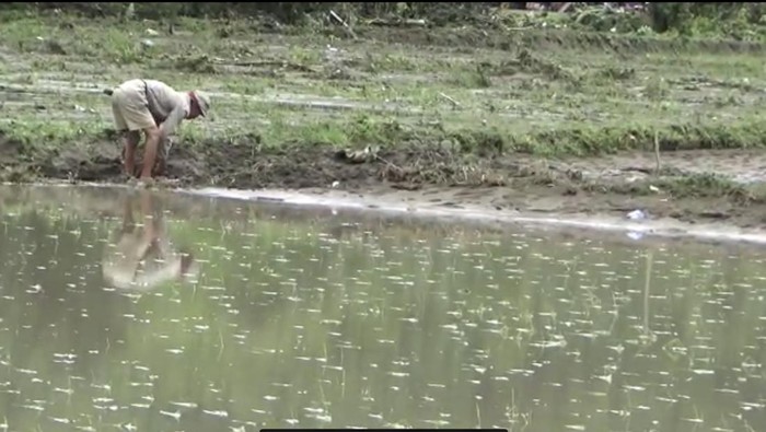 Petani di Kota Parepare membersihkan sawah pasca terendam banjir.